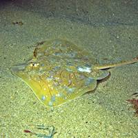 Ven a bucear a Tarifa Ven a bucear a Tarifa