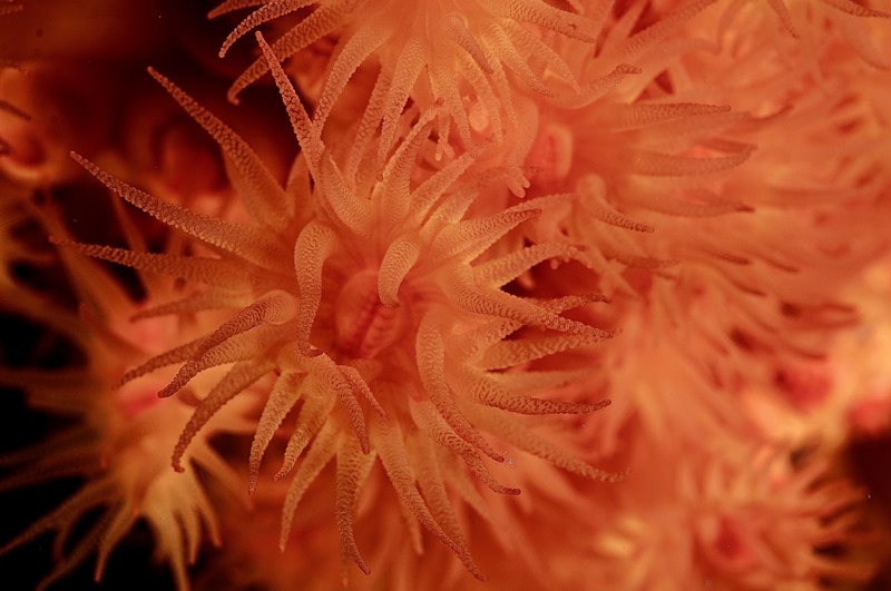 coral anaranjado